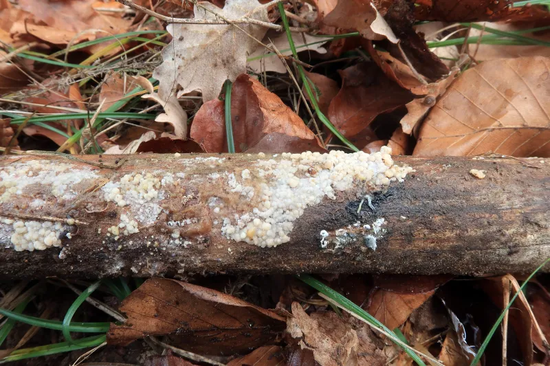 Colacogloea effusa 1 - IMG_8281